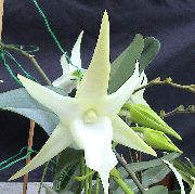 bela Cvet Komet Orhideja, Zvezda Betlehema Orhidej (Angraecum) Hiša Rastline fotografija