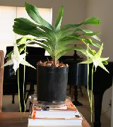 bílá Květina Kometa Orchidej, Betlémská Hvězda Orchidej (Angraecum) Pokojové rostliny fotografie
