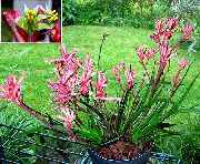 pink Blomst Kænguru Pote (Anigozanthos flavidus) Stueplanter foto