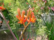 оранжев Цвете Кенгуру Лапа (Anigozanthos flavidus) Стайни растения снимка