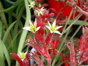 червен Цвете Кенгуру Лапа (Anigozanthos flavidus) Стайни растения снимка