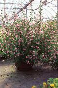 růžový Květina Africké Sléz (Anisodontea) Pokojové rostliny fotografie