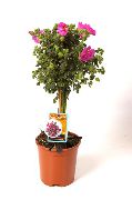 ružový Kvetina Africkej Slez (Anisodontea) Izbové Rastliny fotografie