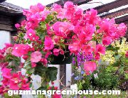 rožnat Papir Cvet (Bougainvillea) Hiša Rastline fotografija