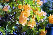 dzeltens Zieds Papīra Ziedu (Bougainvillea) Telpaugi foto