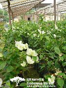 Бугенвиллия (Арека) Квітка білий