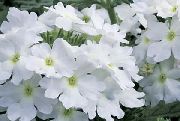 Verbena Flower white
