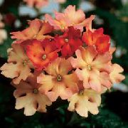 оранжев Цвете Върбинка (Verbena Hybrida) Стайни растения снимка
