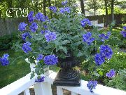niebieski Kwiat Werbena (Verbena Hybrida) Rośliny domowe zdjęcie