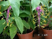 alyvinis žiedas Šokiai Panele (Globba-winitii) Kambariniai augalai nuotrauka