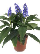 sötétkék Virág Kék Gyömbér (Dichorisandra) Szobanövények fénykép
