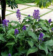 σκούρο μπλε λουλούδι Μπλε Τζίντζερ (Dichorisandra) φυτά εσωτερικού χώρου φωτογραφία