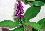 violet Floare Albastru Ghimbir (Dichorisandra) Oală Planta fotografie