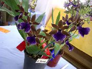 tamno plava Cvijet Zygopetalum  Biljka u Saksiji foto