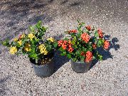 rood Bloem Gebroken Pot, Prins Van Oranje (Ixora) Kamerplanten foto