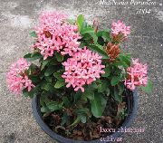 粉红色 花 破锅，橙色王子 (Ixora) 室内植物 照片