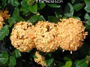turuncu çiçek Kırık Çömlek, Turuncu Prensi (Ixora) Ev bitkileri fotoğraf