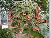 赤 フラワー コルムネア、北欧火災植物、金魚のつる (Columnea) 観葉植物 フォト
