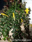 Columnea, Σκανδιναβική Φυτό Φωτιά, Χρυσόψαρο Αμπέλου λουλούδι κίτρινος