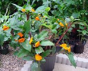 oranžový Kvetina Ohnivý Costus  Izbové Rastliny fotografie