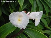 alb Floare Costus Foc  Oală Planta fotografie