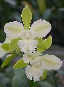 bílá Květina Lycaste  Pokojové rostliny fotografie