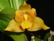 gul Blomst Lycaste  Stueplanter foto