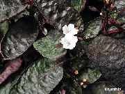 alb Floare Plantă Vafe (Hemigraphis)  fotografie
