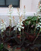თეთრი ყვავილების Jewel ორქიდეა (Ludisia) სახლი მცენარეთა ფოტო