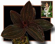 branco Flor Jewel Orchid (Ludisia) Plantas de Casa foto