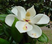 თეთრი ყვავილების მაგნოლია (Magnolia) სახლი მცენარეთა ფოტო