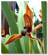 oranje Bloem Kokosnoot Taart Orchidee (Maxillaria) Kamerplanten foto