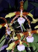 Тигер Орхидеје, Ђурђевак Орхидеје Цвет браон