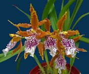 orange Flower Tiger Orchid, Lily of the Valley Orchid (Odontoglossum) Houseplants photo