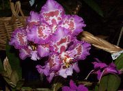 lilla Lill Tiiger Orchid, Maikelluke Orhidee (Odontoglossum) Toataimed foto
