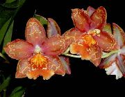 vermelho Flor Tiger Orchid, Lily Of The Valley Orchid (Odontoglossum) Plantas de Casa foto