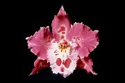 Tiger Orchid, Liljekonvalj Orkidé Blomma rosa
