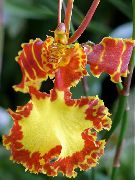 oranžinis žiedas Šokiai Panele Orchidėja, Cedros Bičių, Leopardas Orchidėja (Oncidium) Kambariniai augalai nuotrauka