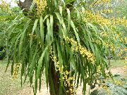galben Floare Dans Doamnă Orhidee, Albină Cedros, Leopard Orhidee (Oncidium) Oală Planta fotografie