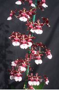 κόκκινο κρασί λουλούδι Χορό Κυρία Ορχιδέα, Κέδρος Μέλισσα, Λεοπάρδαλη Ορχιδέα (Oncidium) φυτά εσωτερικού χώρου φωτογραφία