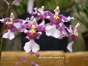 იასამნისფერი ყვავილების ცეკვა ლედი ორქიდეა, Cedros ფუტკრის, ლეოპარდი ორქიდეა (Oncidium) სახლი მცენარეთა ფოტო