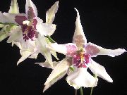 wit Bloem Dansende Dame Orchidee, Cedros Bij, Luipaard Orchidee (Oncidium) Kamerplanten foto