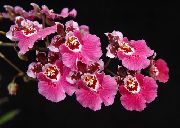 粉红色 跳舞的女士兰花，塞德罗斯蜂，豹兰花 (Oncidium) 室内植物 照片
