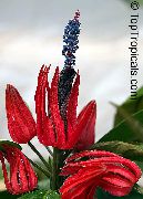 červená Květina Pavonia  Pokojové rostliny fotografie