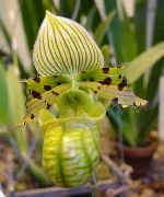 жасыл Гүл Pafiopedilyum (Әйелдің Bashmachok) (Paphiopedilum) Үй Өсімдіктер фото