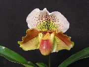 hnědý Květina Střevíčník Orchideje (Paphiopedilum) Pokojové rostliny fotografie