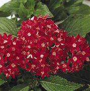 punainen Pentas, Tähti Kukka, Tähtijoukko (Pentas lanceolata) Huonekasvit kuva
