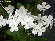 alb Floare Leadworts (Plumbago) Oală Planta fotografie