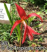 Aztec Lily, Jacobean Lily, Orchid Lily Flor vermelho