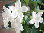 ブライダルブーケ、マダガスカルジャスミン、ワックスの花、ケレン花、floradora、ハワイ結婚式の花 フラワー ホワイト